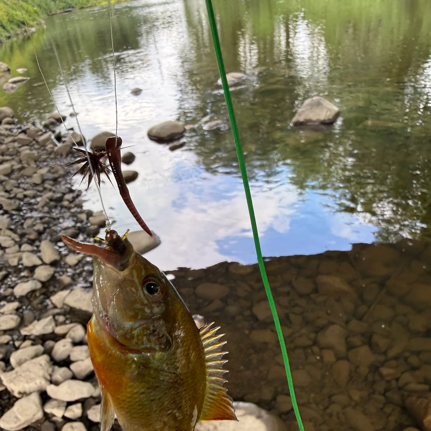 Redbreast sunfish caught on Fishbrain