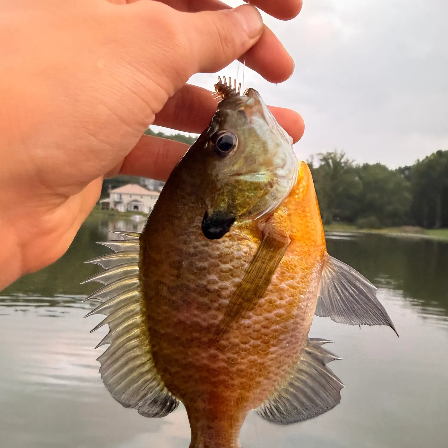 Bluegill caught on Fishbrain