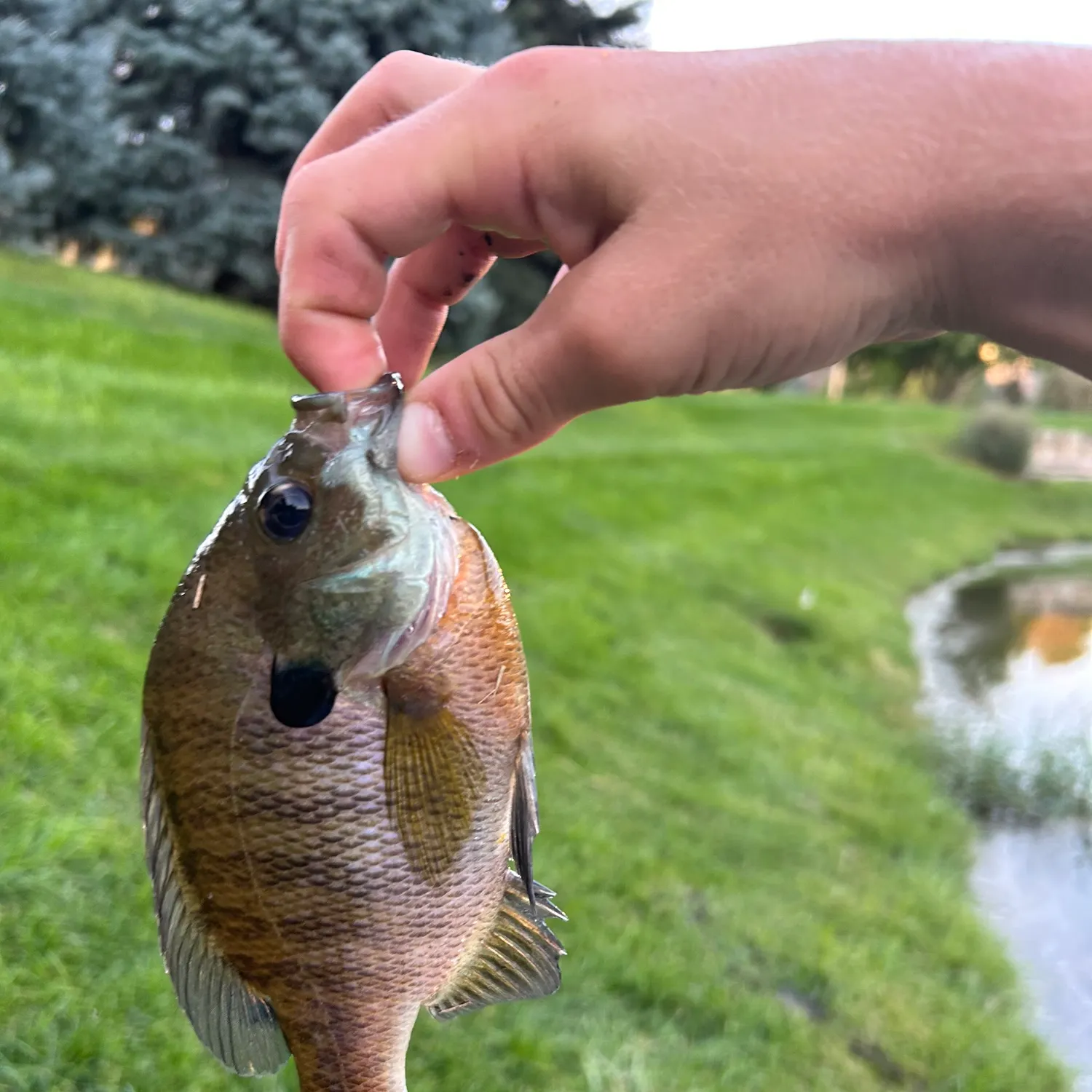 Bluegill caught on Fishbrain