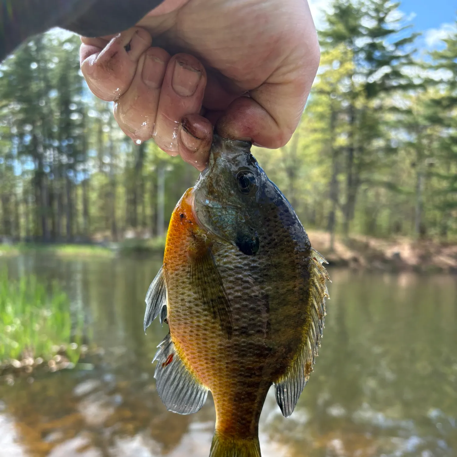 catch