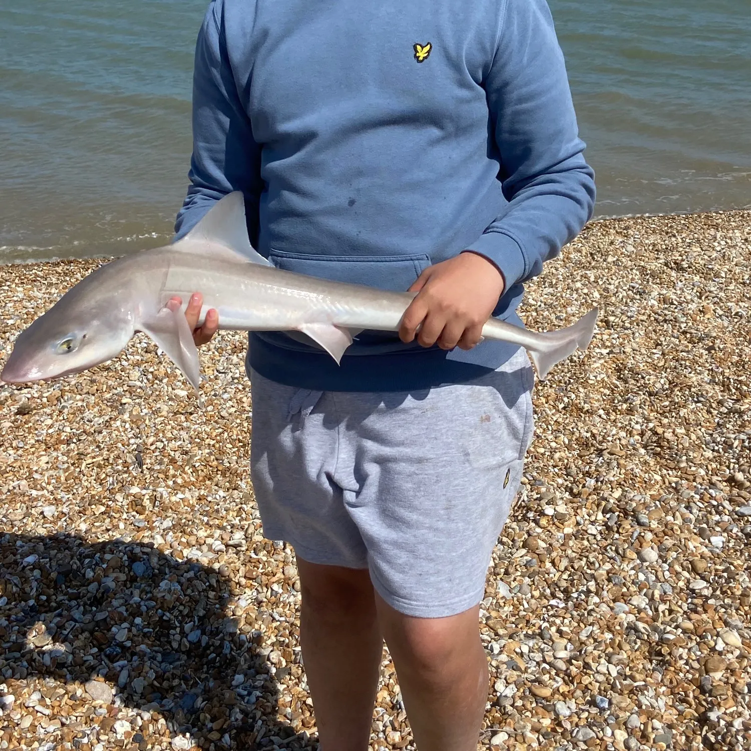 The most recent Starry smooth-hound catches on Fishbrain