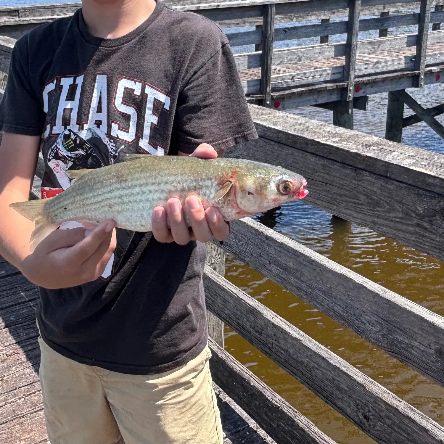 The most recent Striped mullet catches on Fishbrain