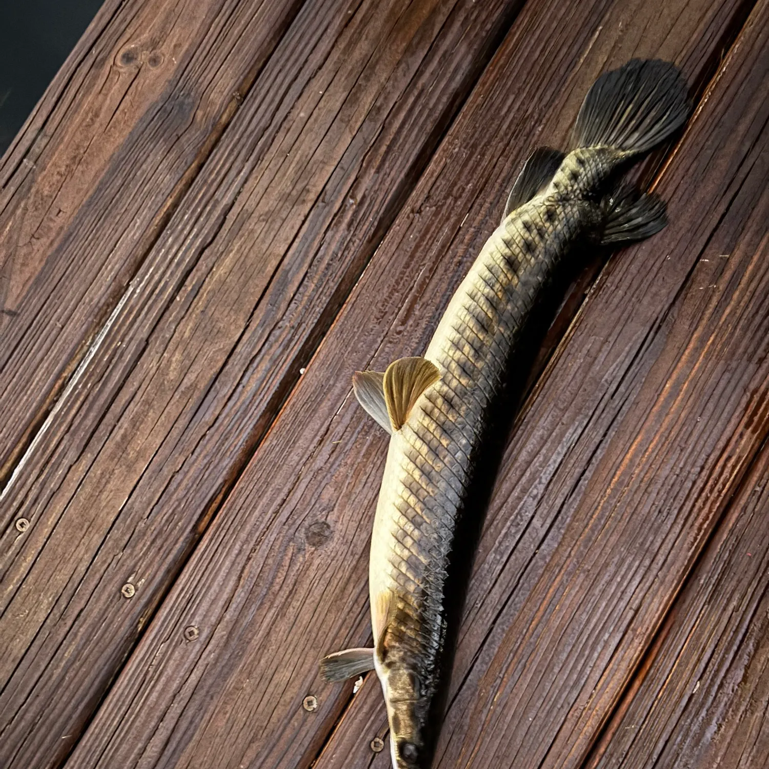 The most recent Florida gar catches on Fishbrain