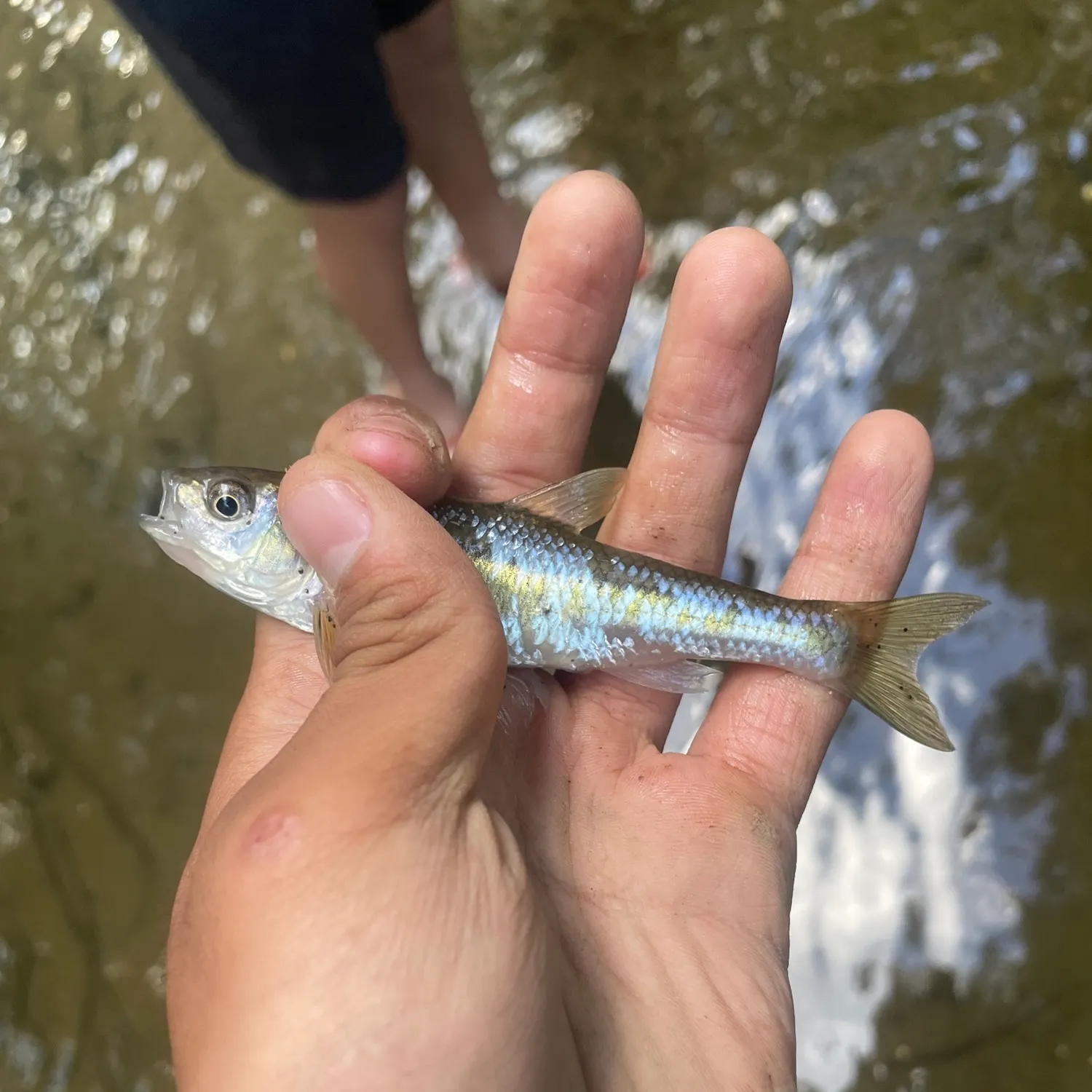 Common shiner caught on Fishbrain