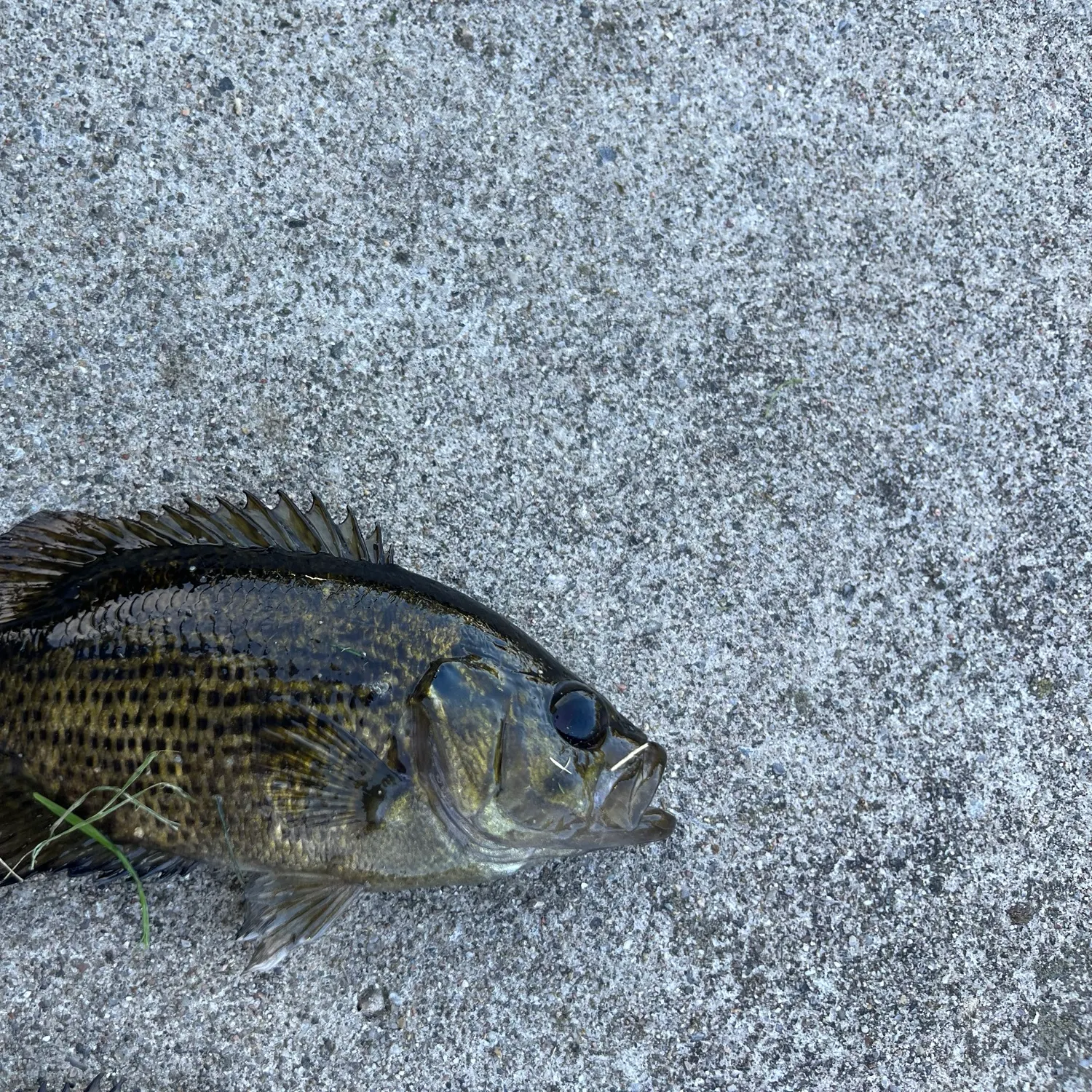 Rock bass caught on Fishbrain