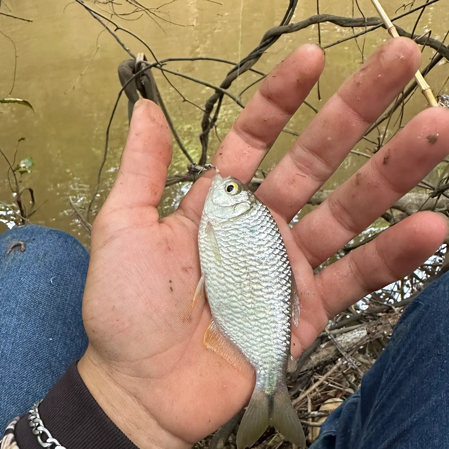 Fish caught on Fishbrain