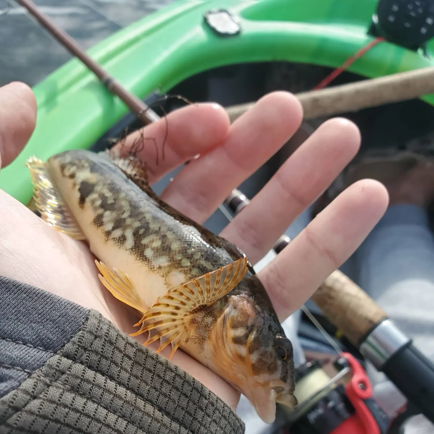 The most recent Whitespotted greenling catches on Fishbrain