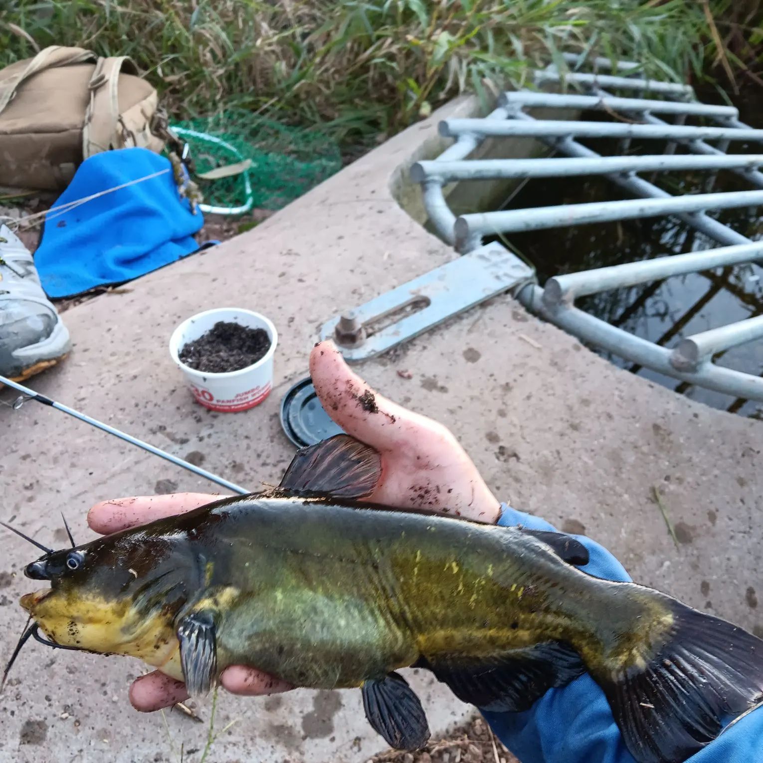 Black bullhead caught on Fishbrain