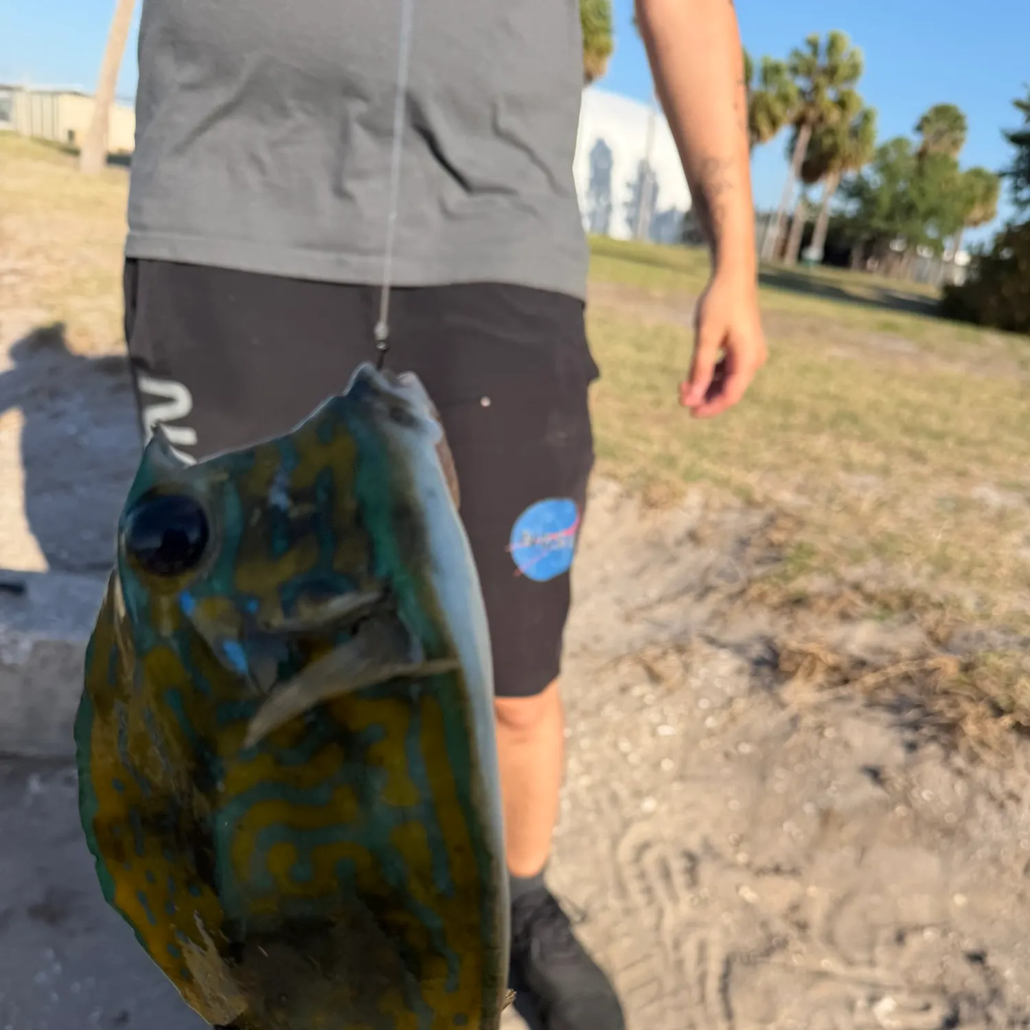 The most recent Scrawled cowfish catches on Fishbrain