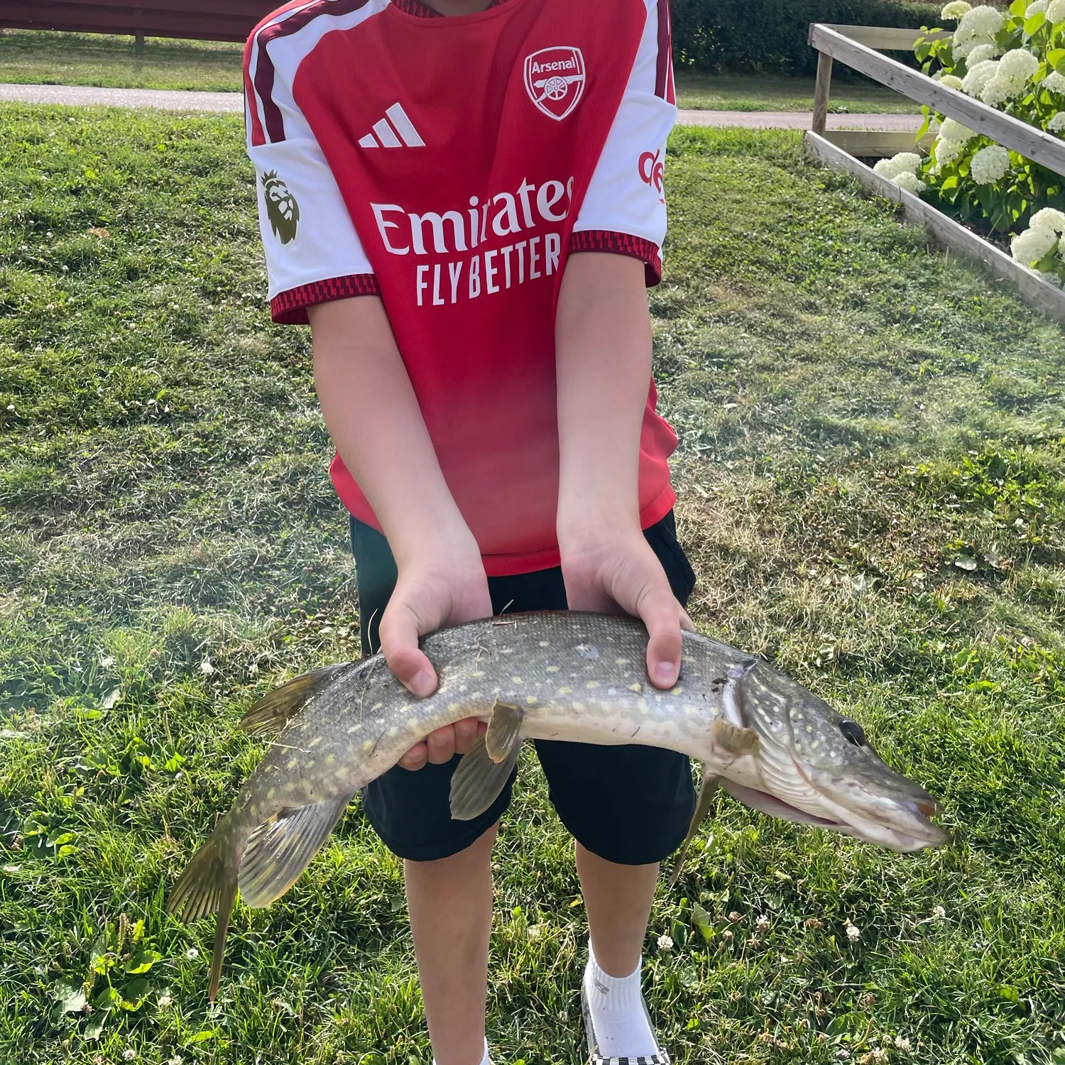 Northern pike caught on Fishbrain