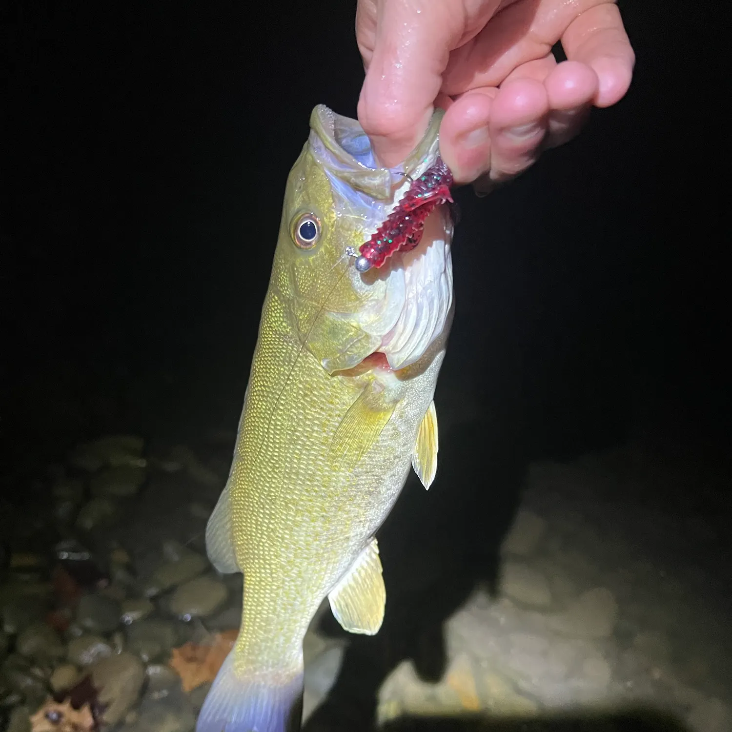 Smallmouth bass caught on Fishbrain