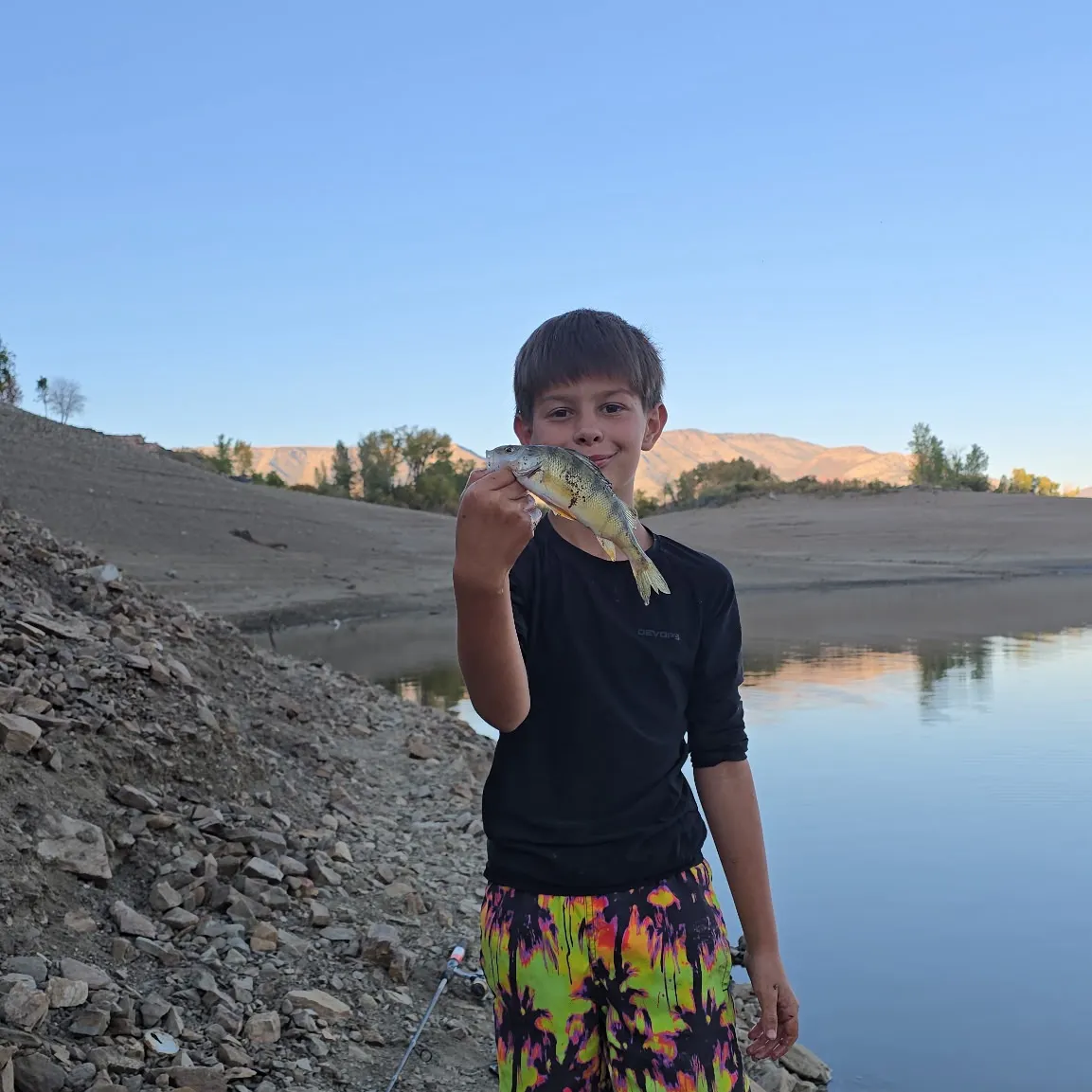 Yellow perch caught on Fishbrain