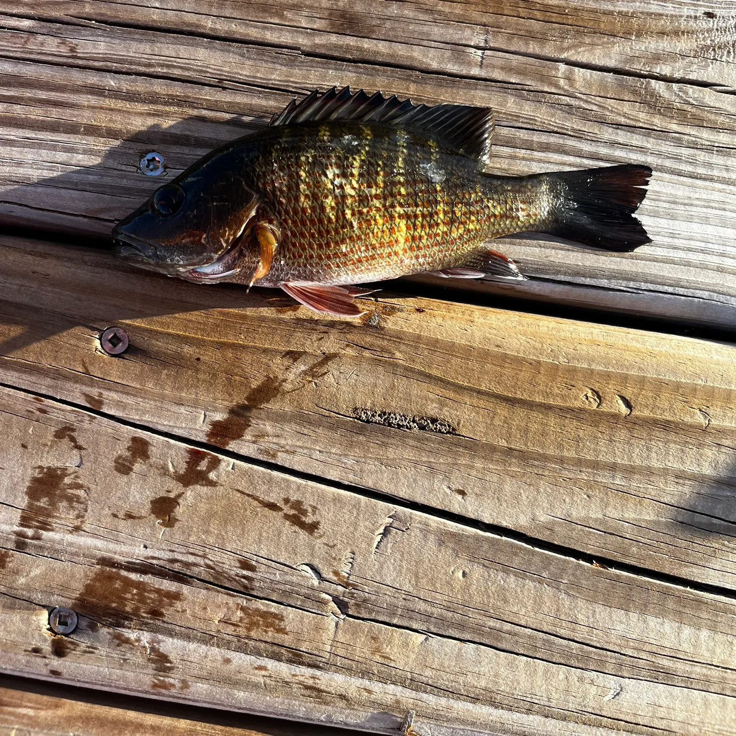 Mangrove snapper caught on Fishbrain