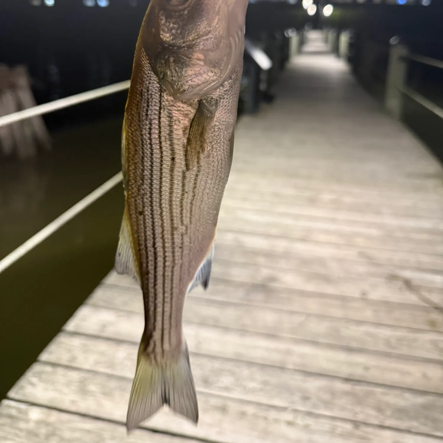 Striped bass caught on Fishbrain