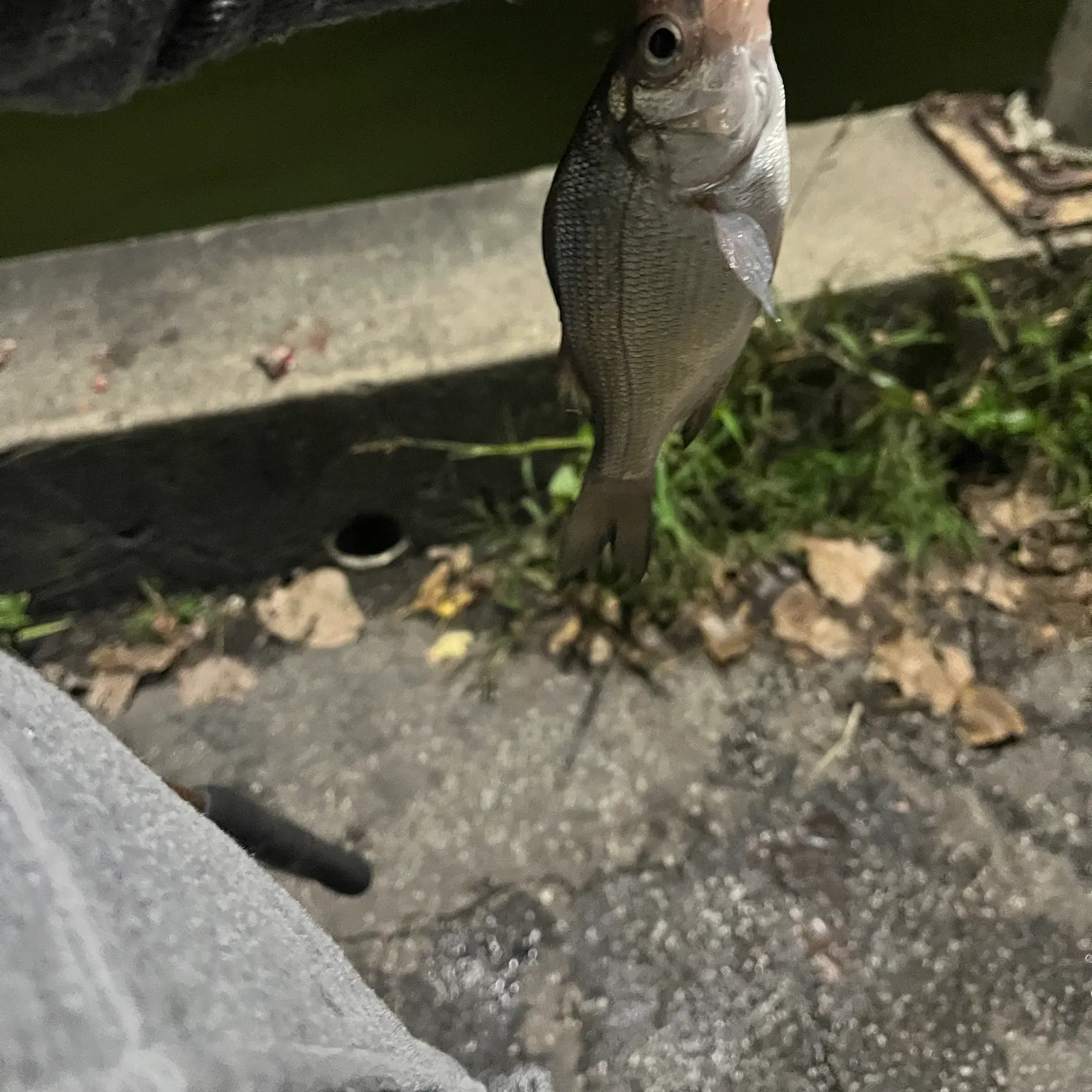 White perch caught on Fishbrain