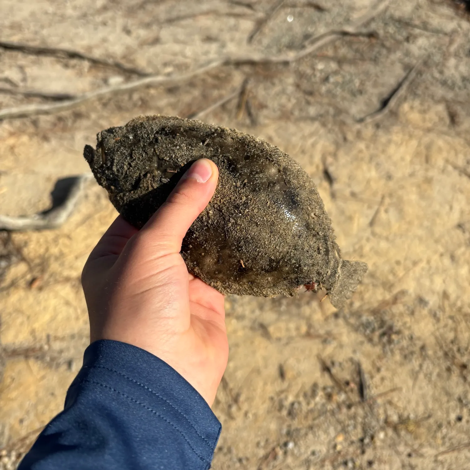 Summer flounder caught on Fishbrain