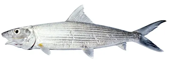 Longjaw bonefish