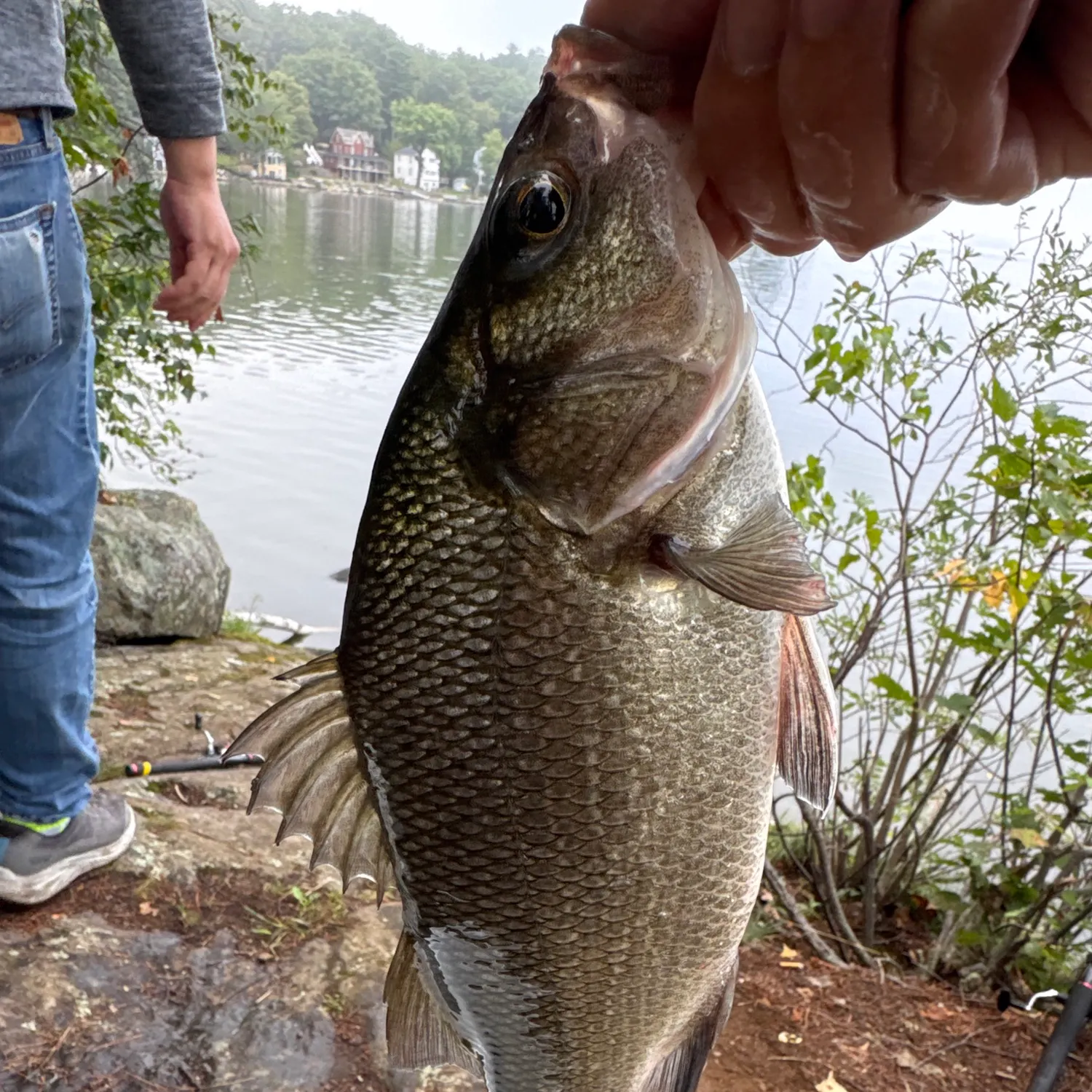 White perch caught on Fishbrain