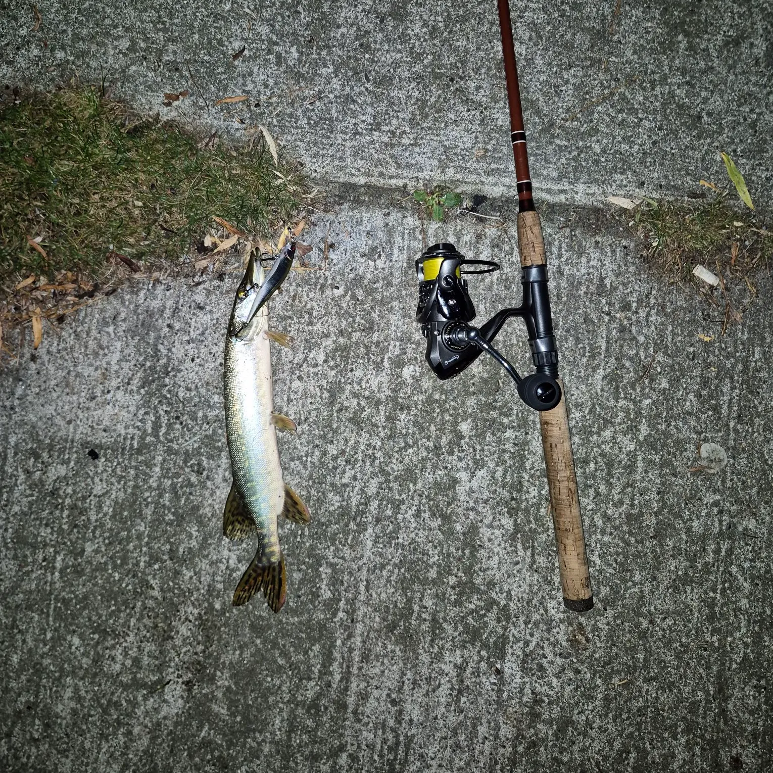 Northern pike caught on Fishbrain