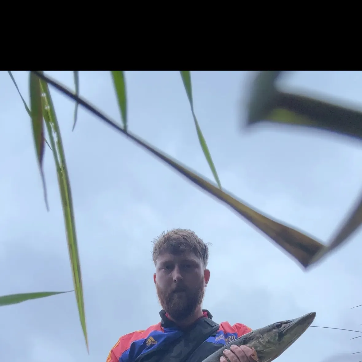 Northern pike caught on Fishbrain