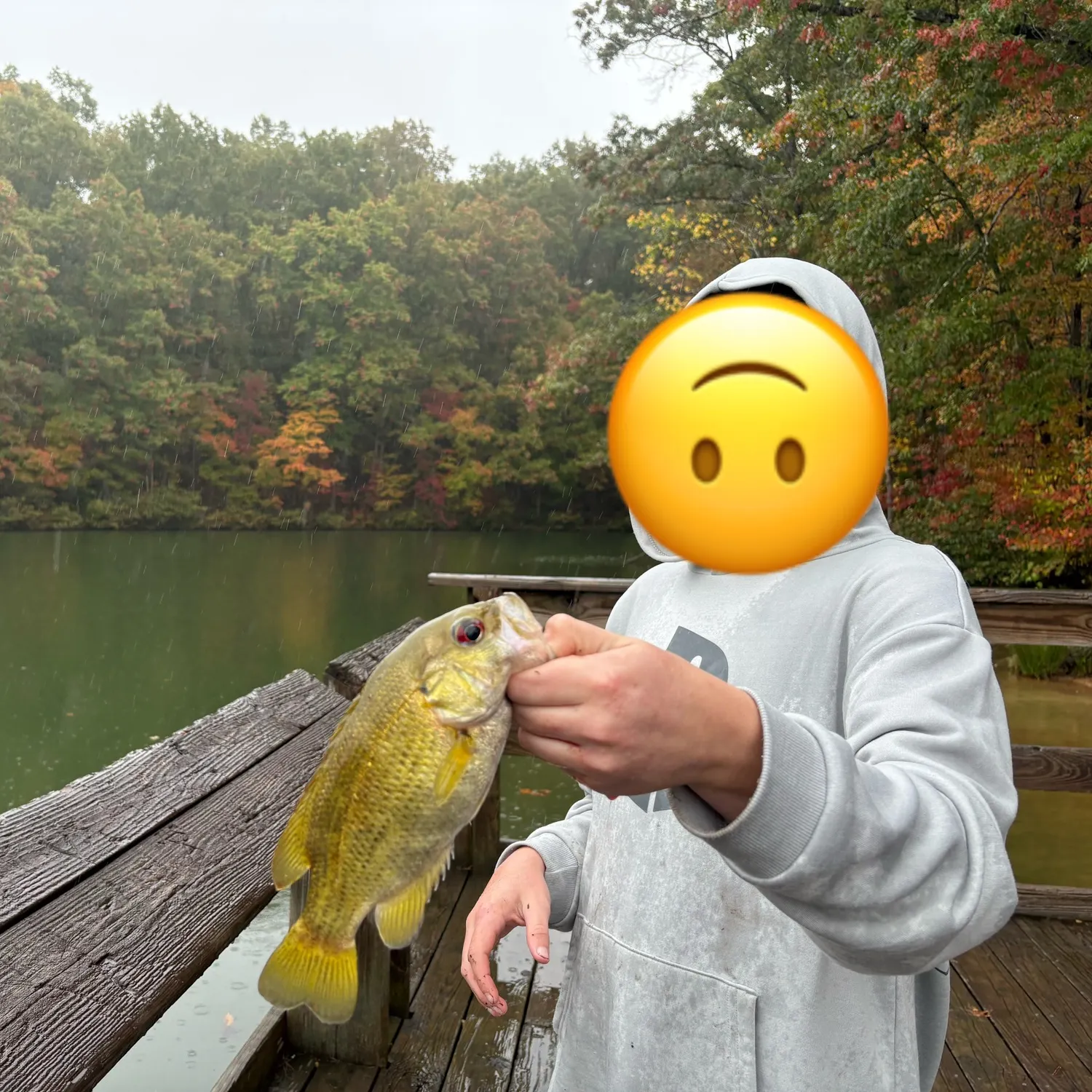 Rock bass caught on Fishbrain