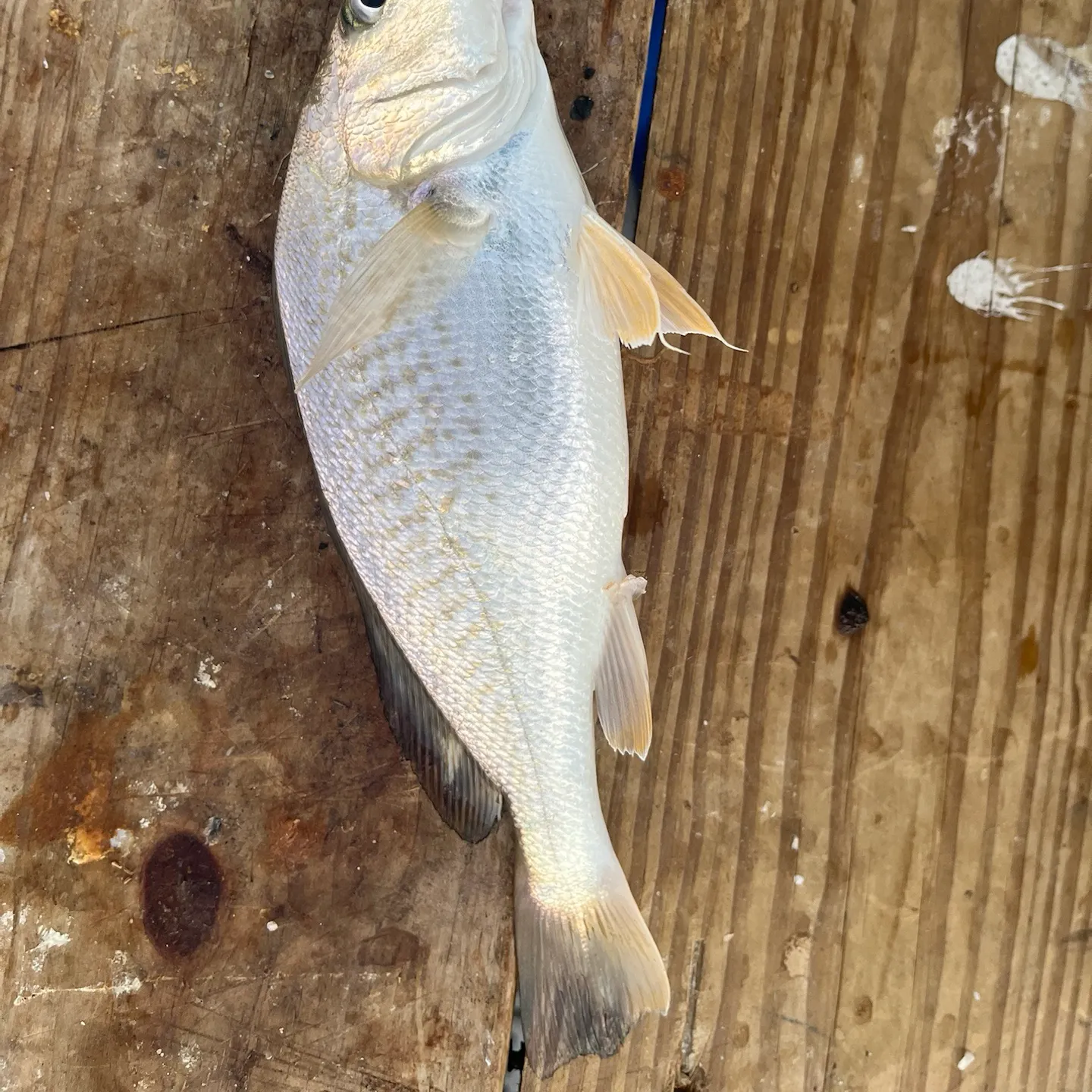 Atlantic croaker caught on Fishbrain