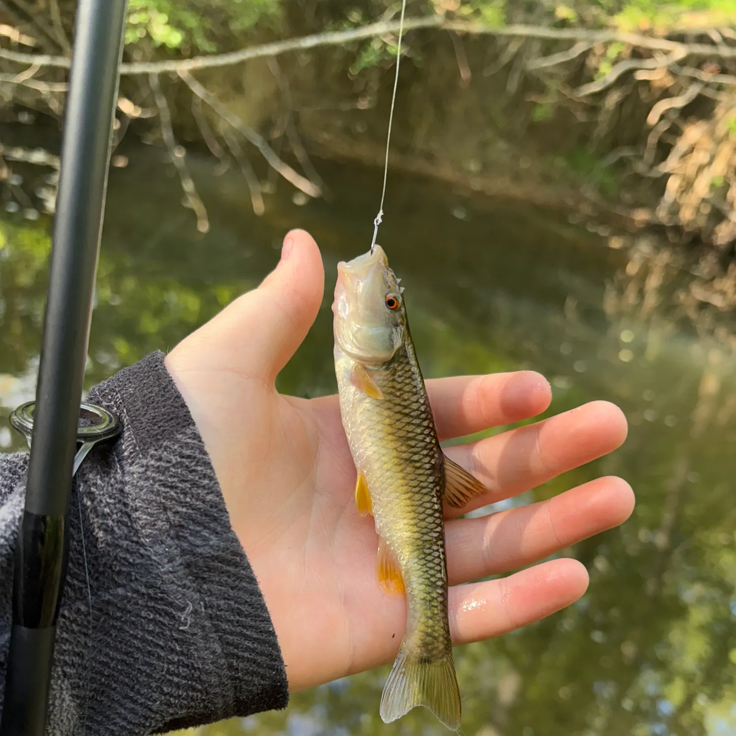 The most recent Redspot chub catches on Fishbrain
