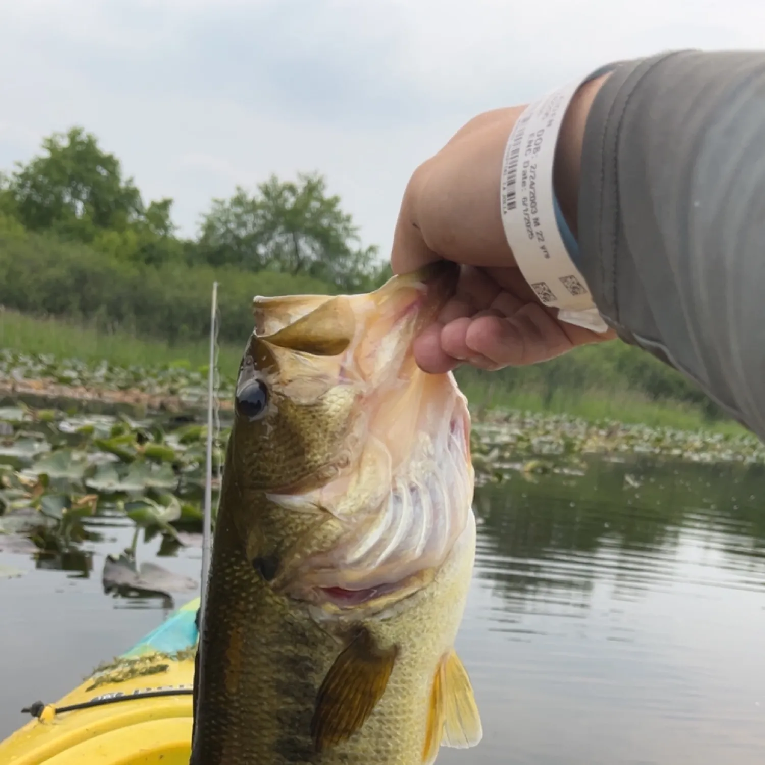 recently logged catches