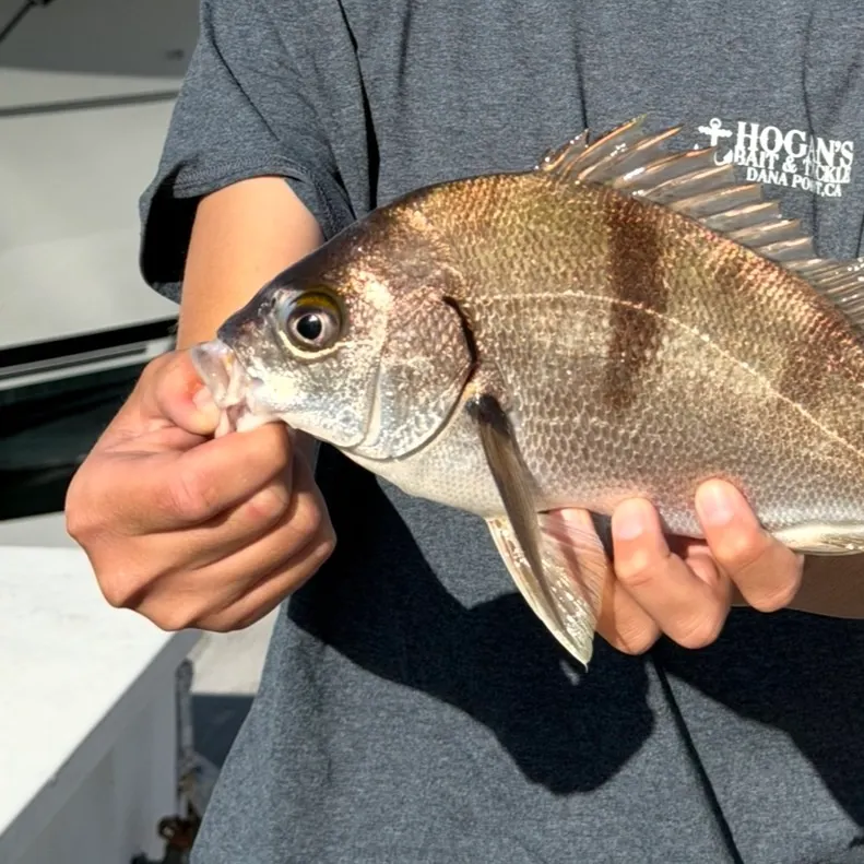 The most recent Sargo catches on Fishbrain