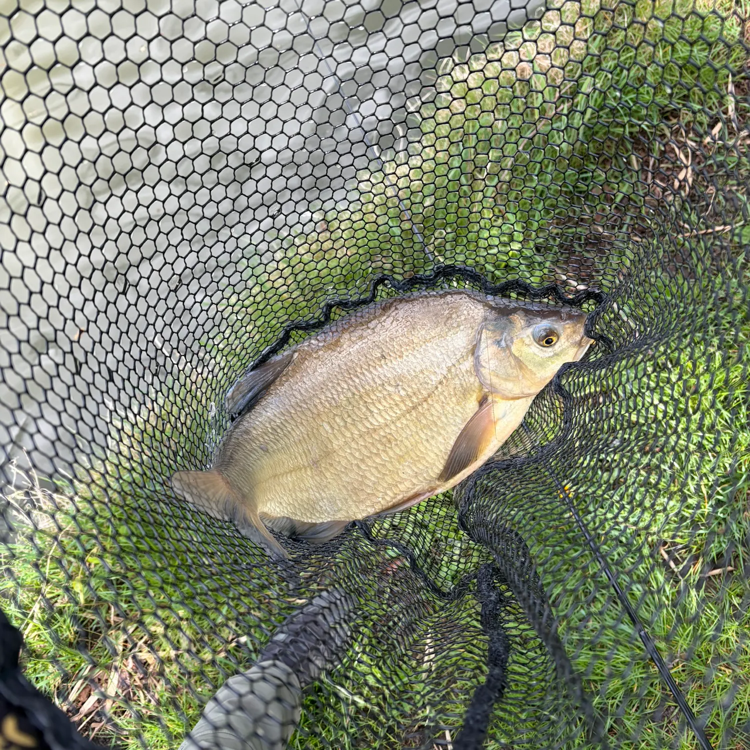 Common bream caught on Fishbrain