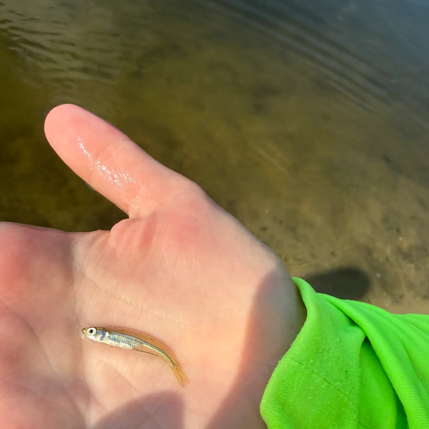 The most recent Inland silverside catches on Fishbrain