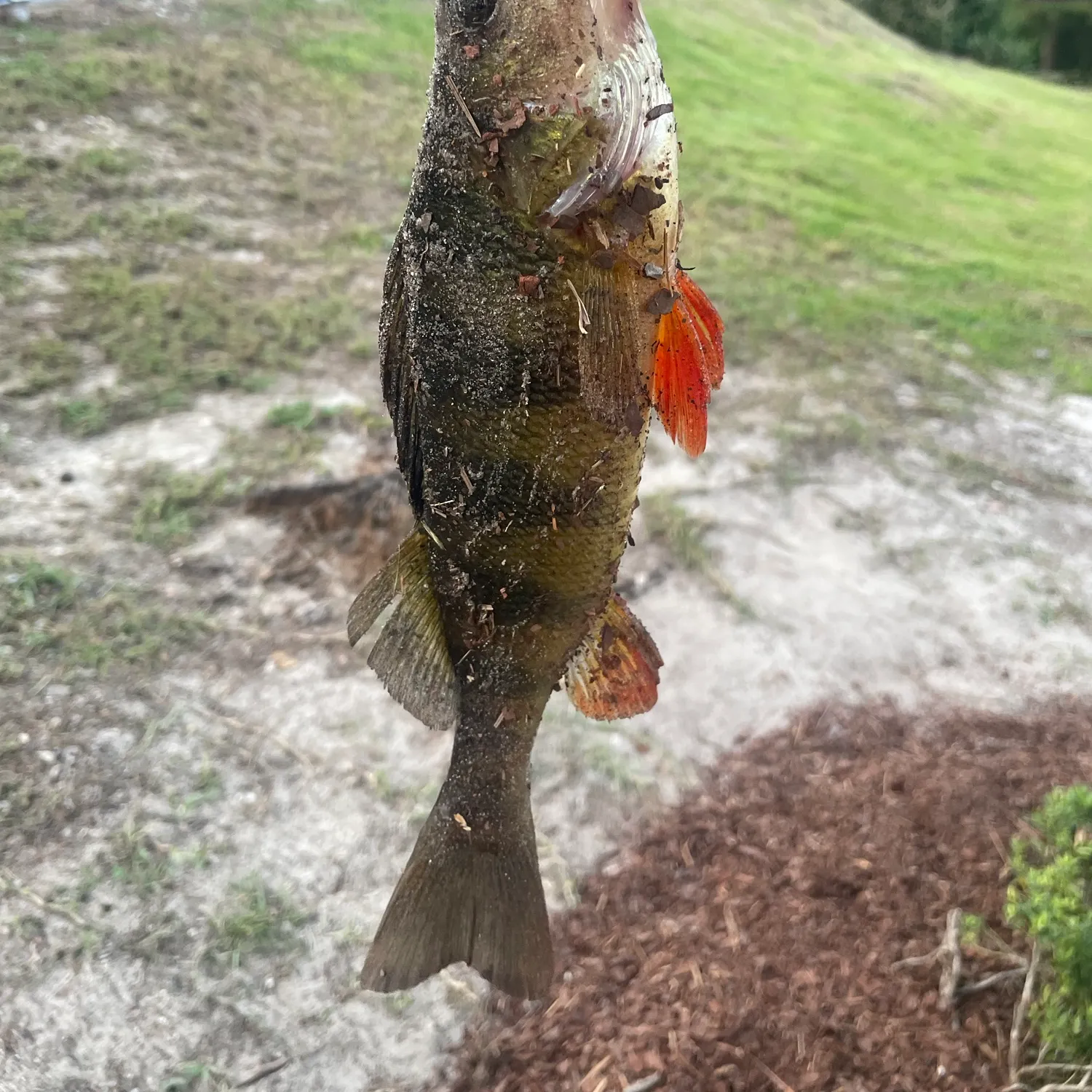 Yellow perch caught on Fishbrain