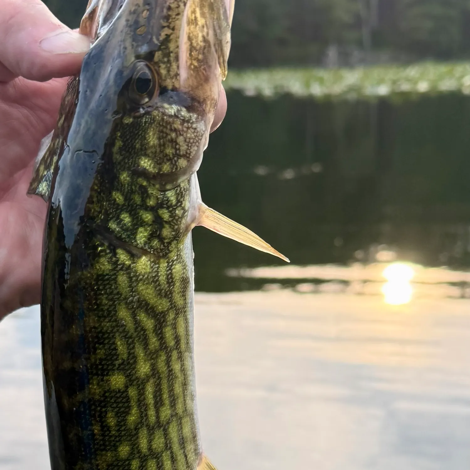 Chain pickerel caught on Fishbrain