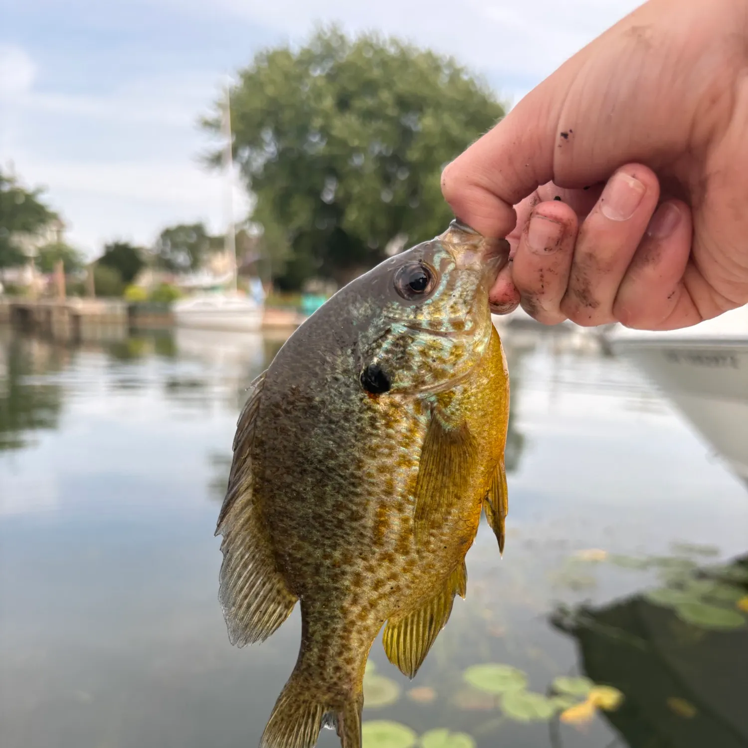 Pumpkinseed caught on Fishbrain