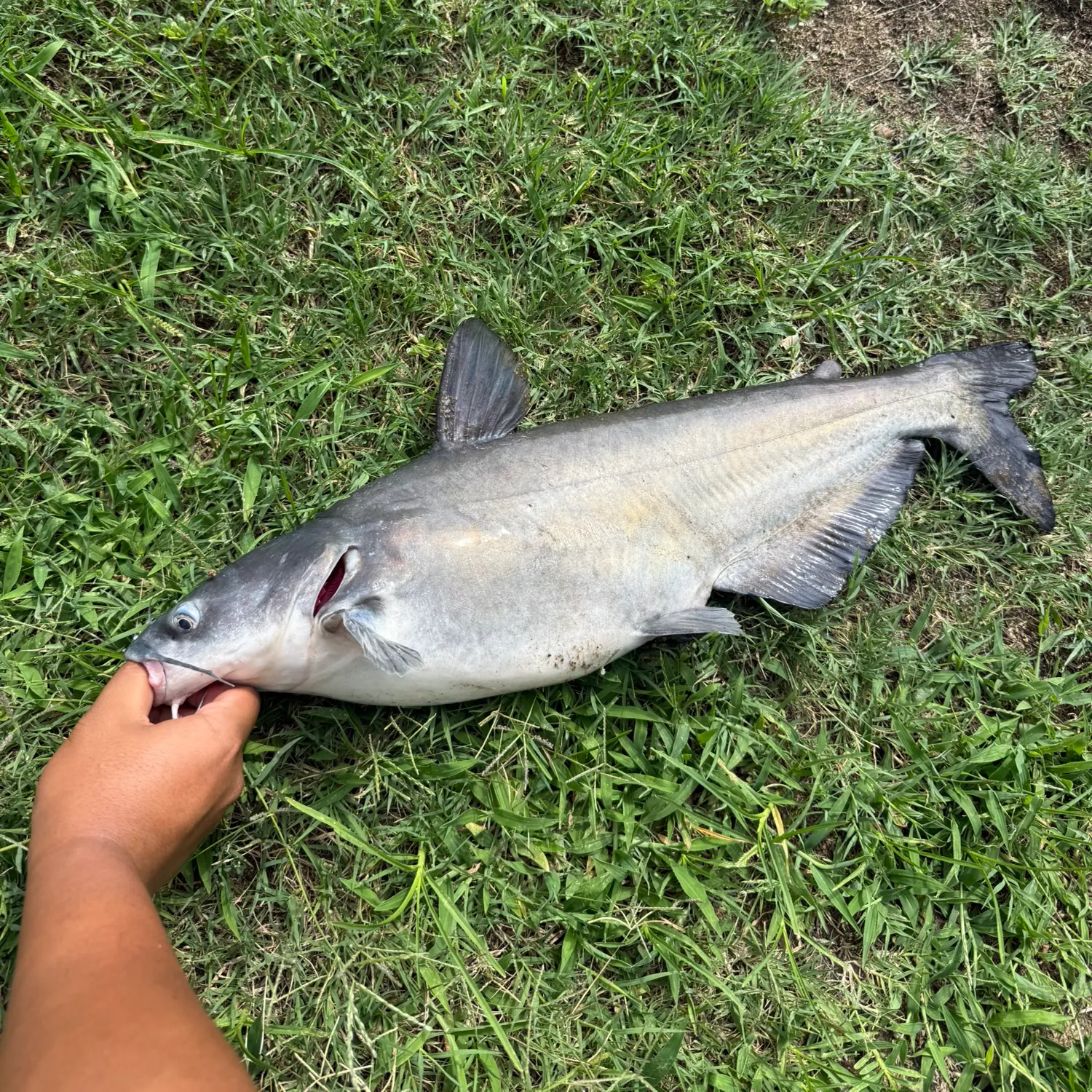 Blue catfish caught on Fishbrain