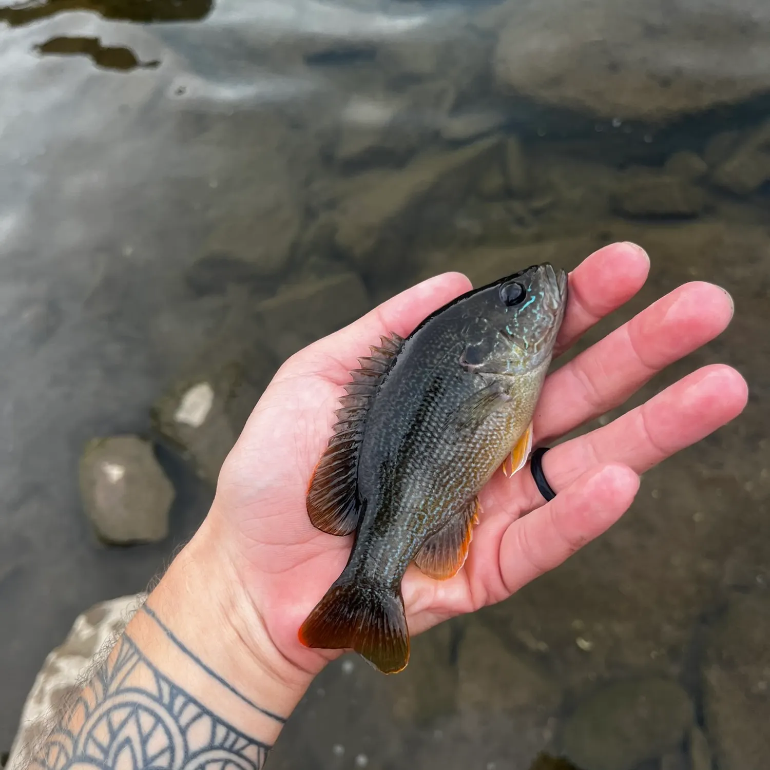 catch