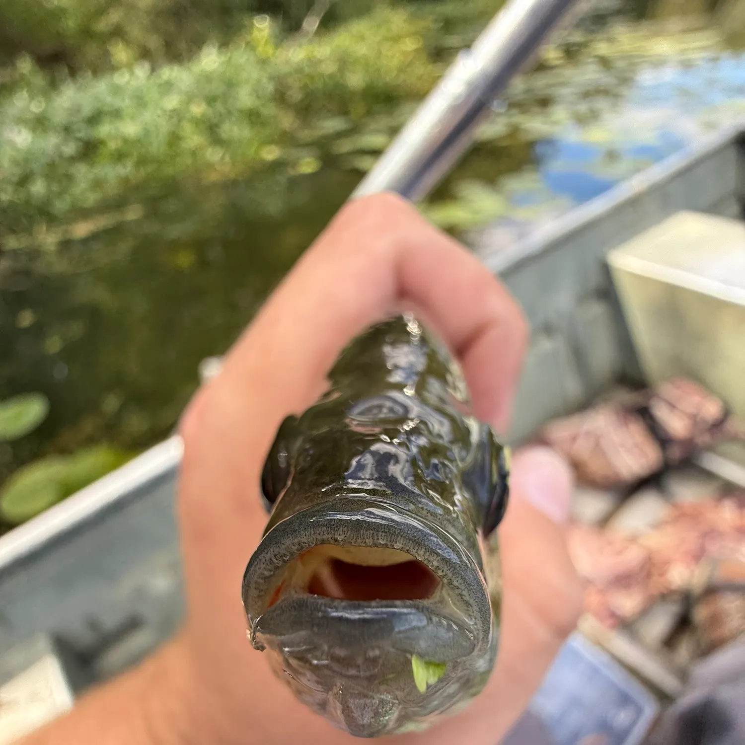 Fish caught on Fishbrain