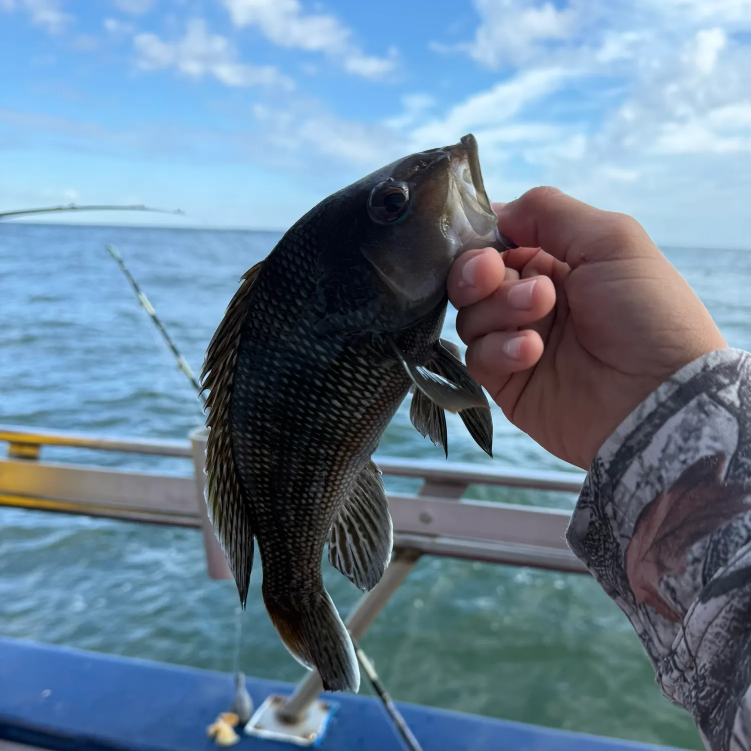 Black sea bass caught on Fishbrain