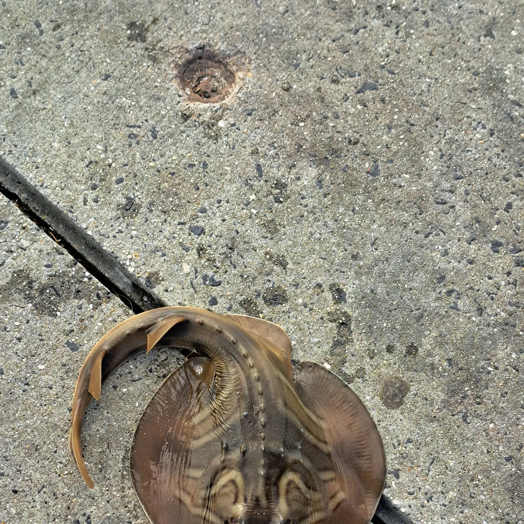The most recent Southern fiddler catches on Fishbrain