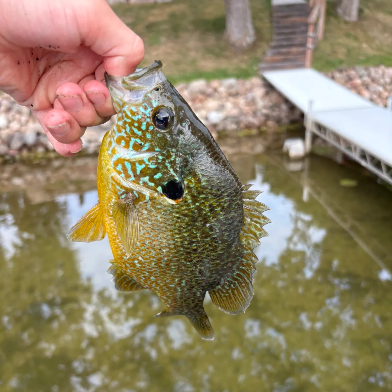 Greengill hybrid caught on Fishbrain
