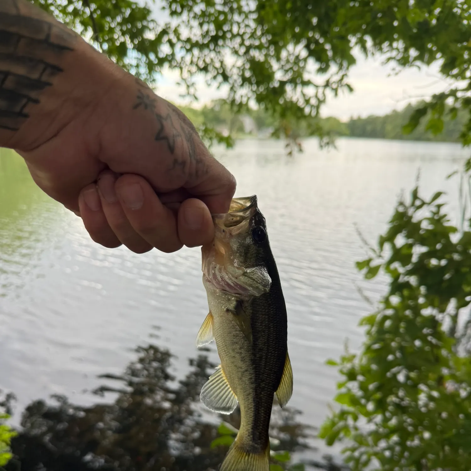Largemouth bass caught on Fishbrain
