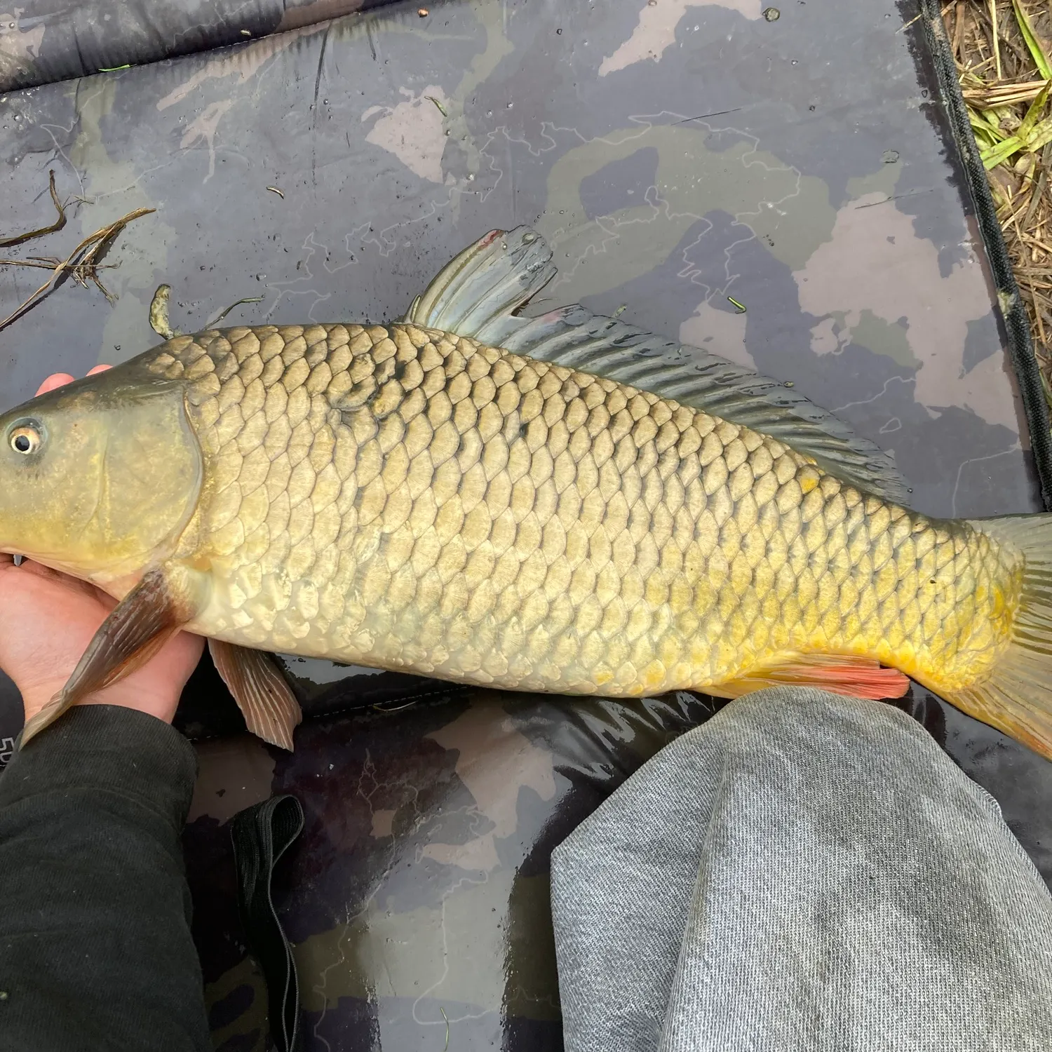 Common carp caught on Fishbrain