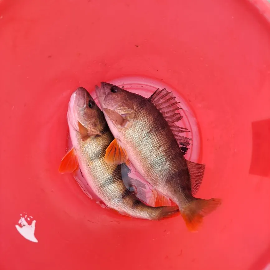 European perch caught on Fishbrain