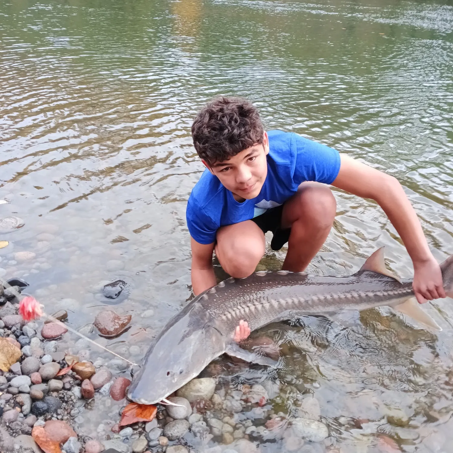 White sturgeon caught on Fishbrain