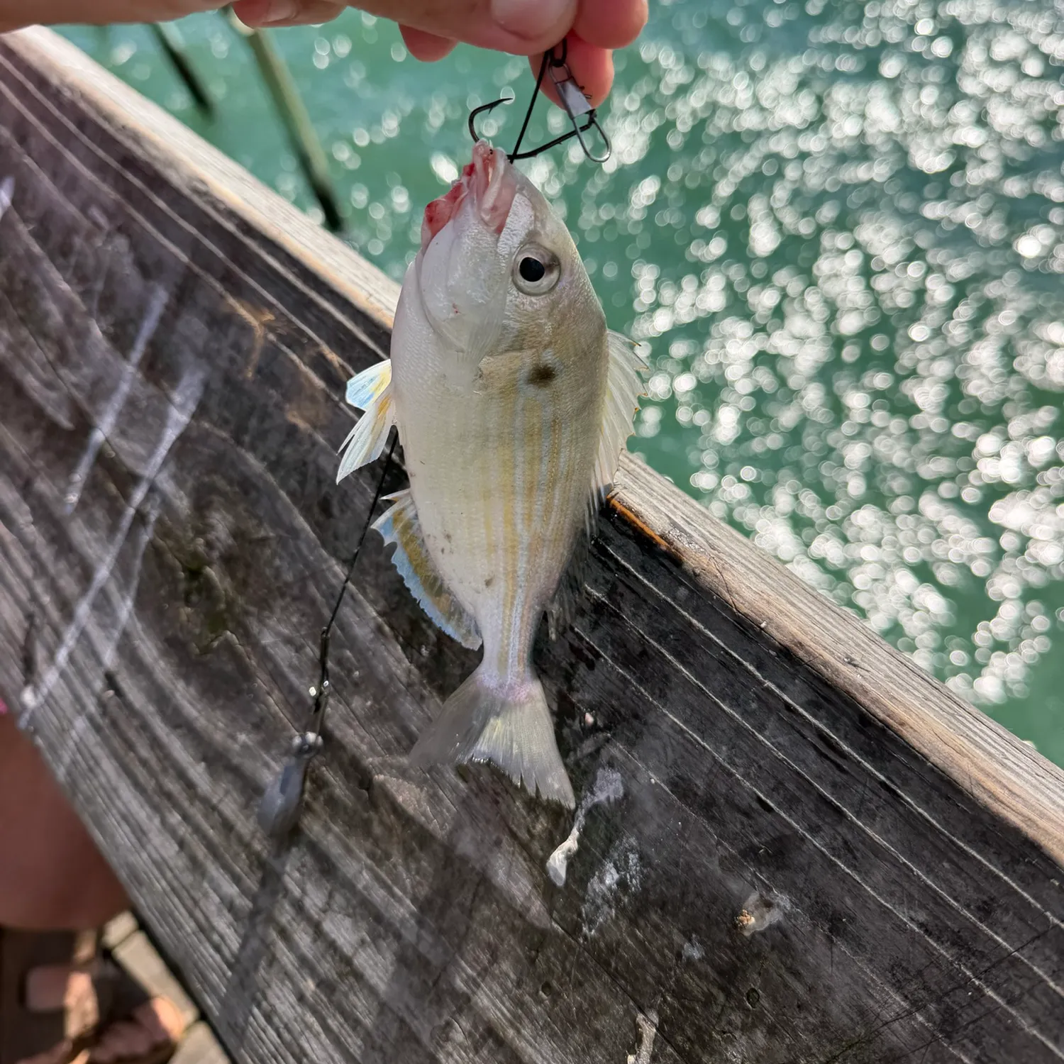 Pinfish caught on Fishbrain