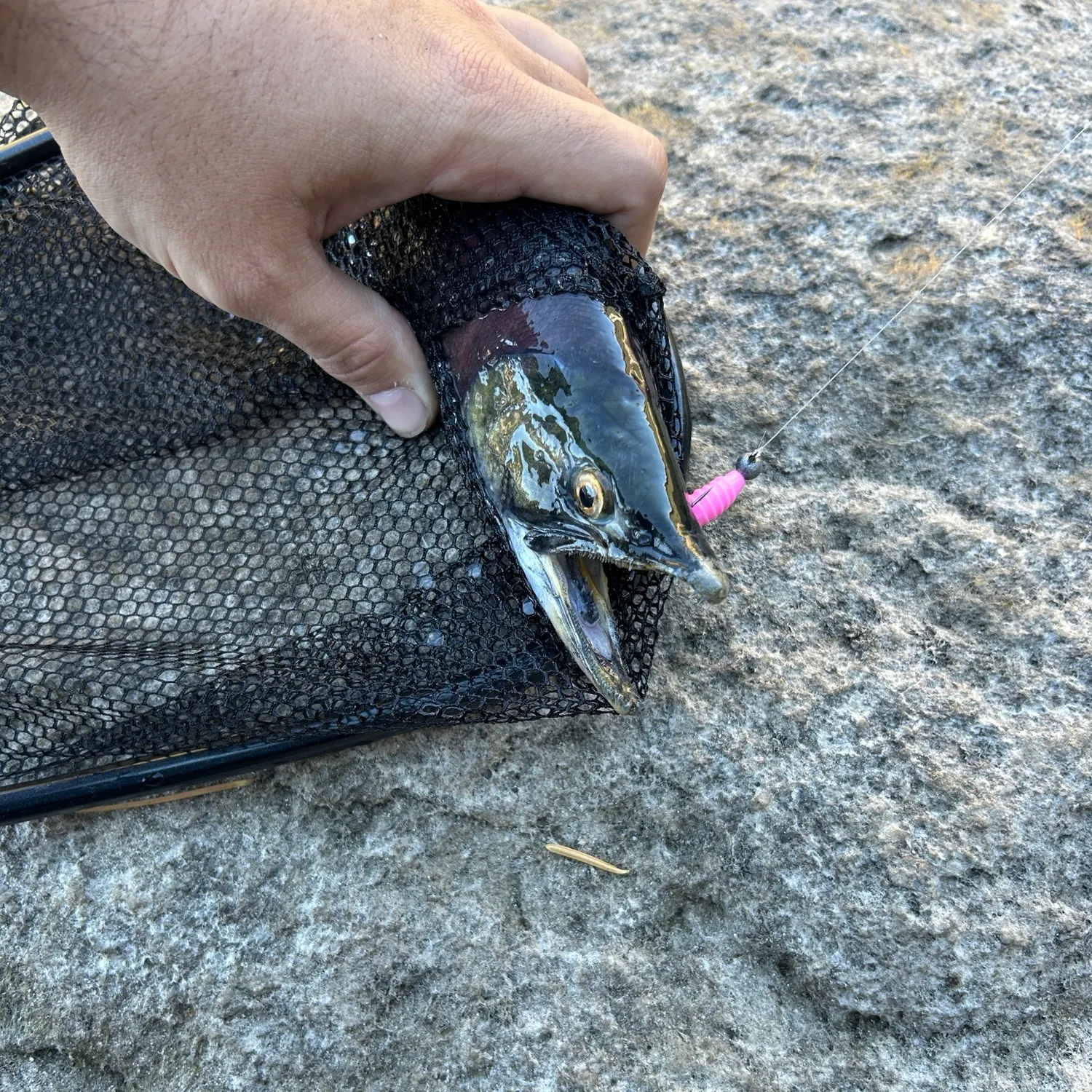 Kokanee salmon caught on Fishbrain