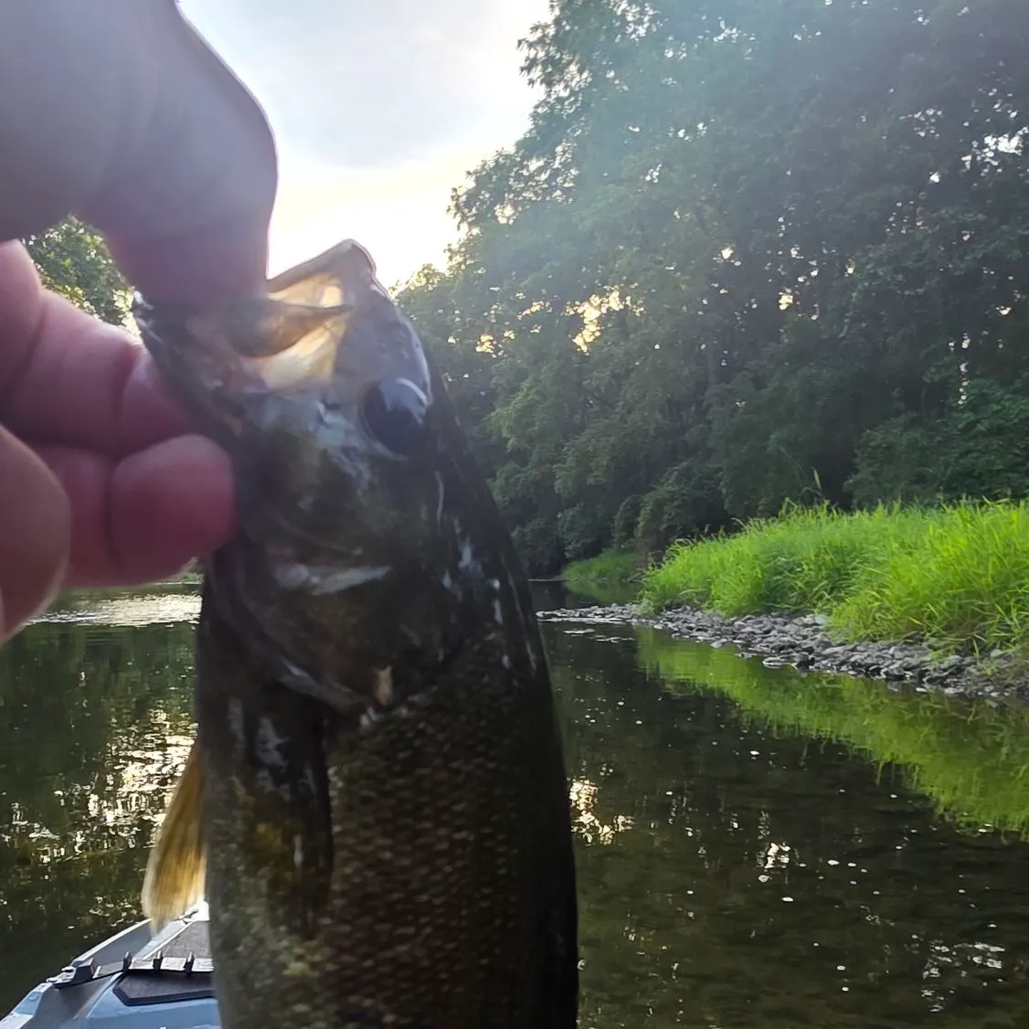 Smallmouth bass caught on Fishbrain