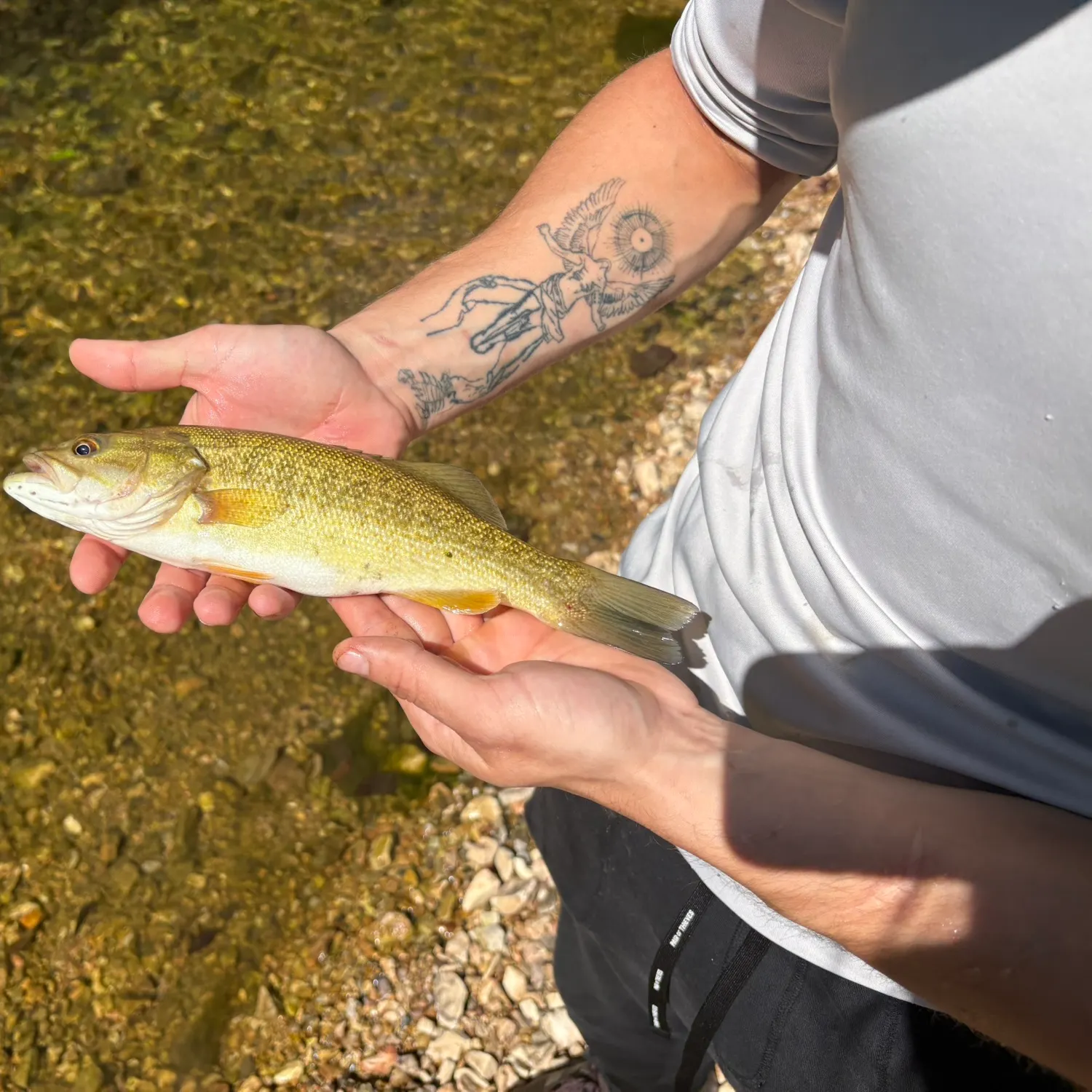 Smallmouth bass caught on Fishbrain