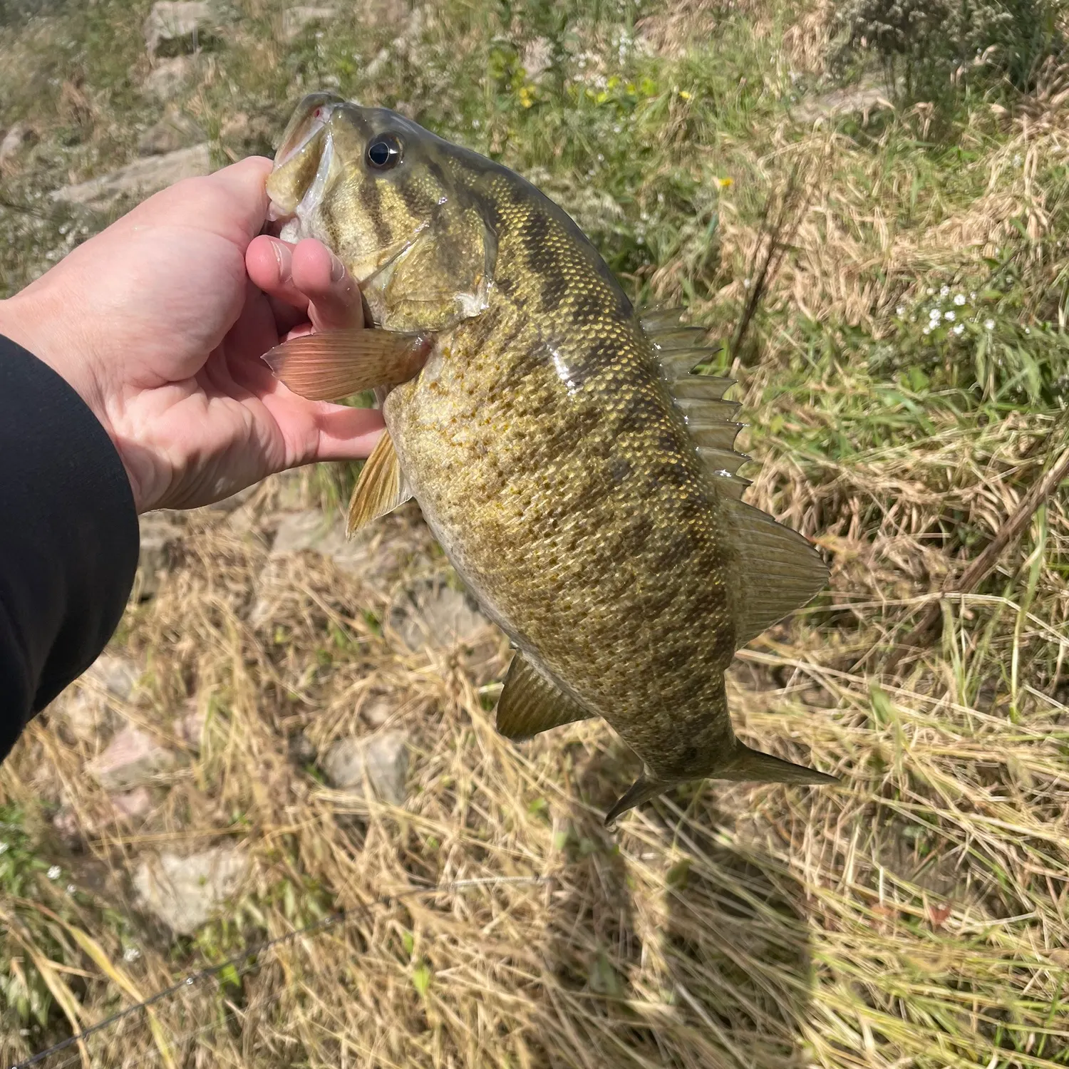 Smallmouth bass caught on Fishbrain