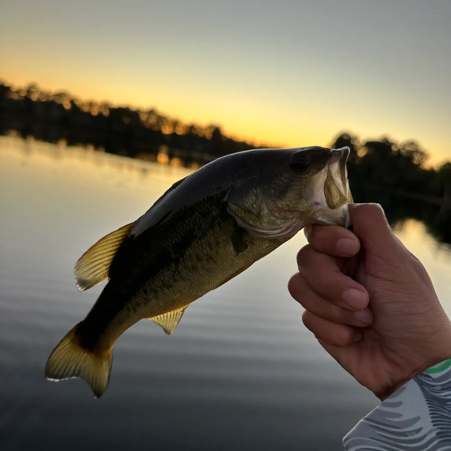 Largemouth bass caught on Fishbrain